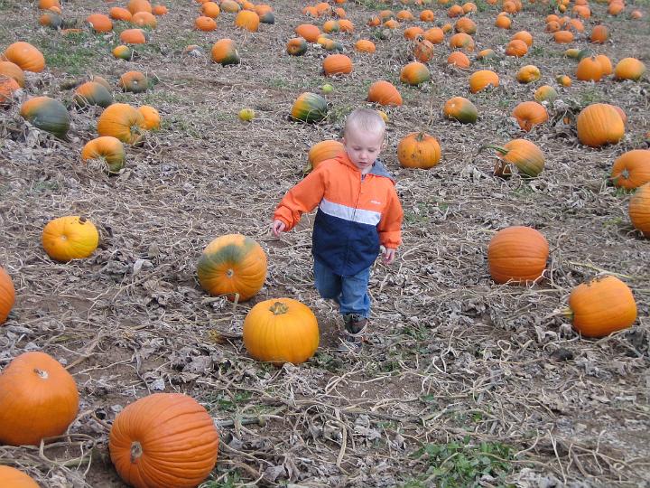 IMG_3394.JPG - srolling through the pumpkins