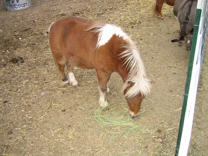 IMG_3406.JPG - a mini horse