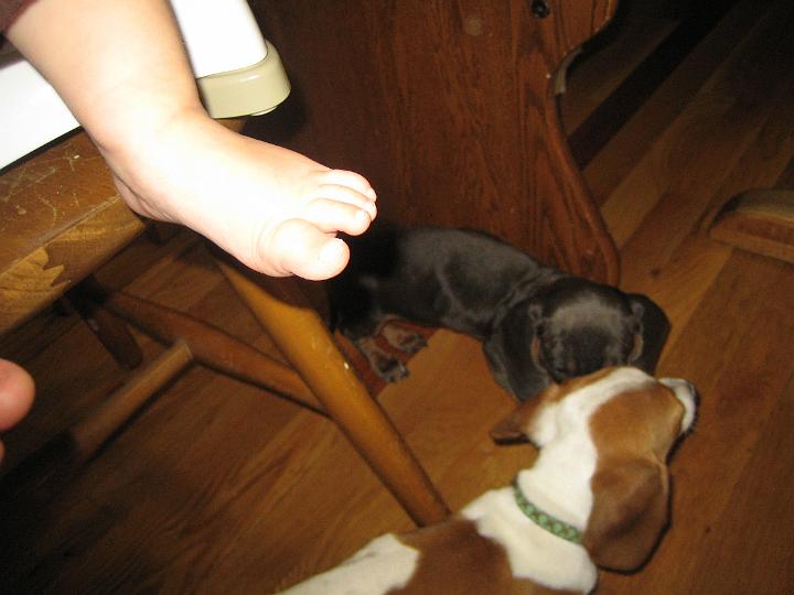 IMG_3456.JPG - the puppies know where to look for dropped food