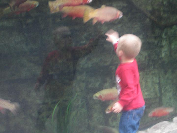 IMG_3583.JPG - Hunter checks out the fish at Ocean Journey