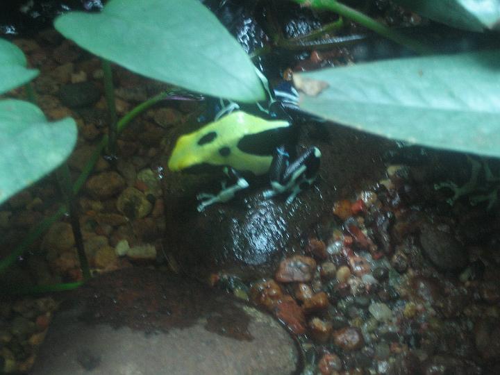 IMG_3589.JPG - poision dart frog