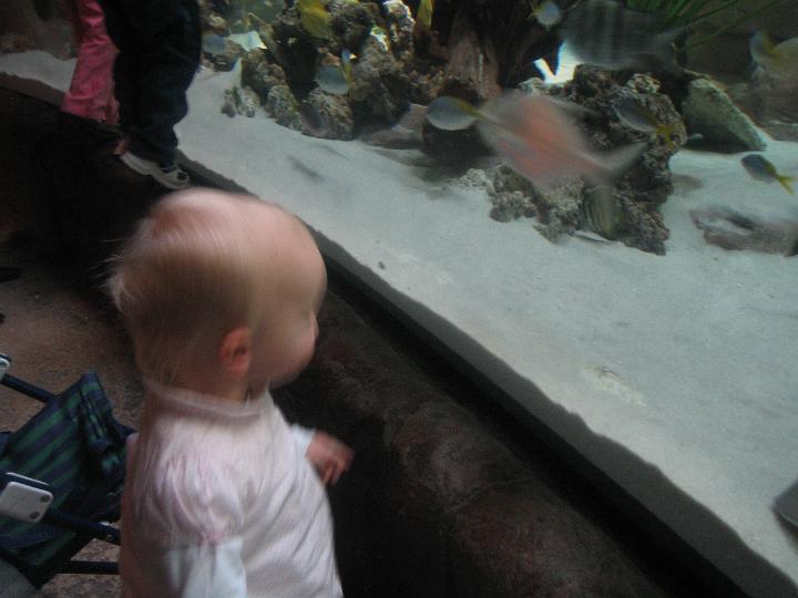 IMG_3590.JPG - Nataile watches the fish