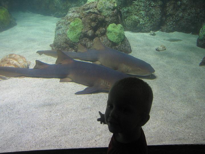 IMG_3592.JPG - Hunter points out the nurse sharks