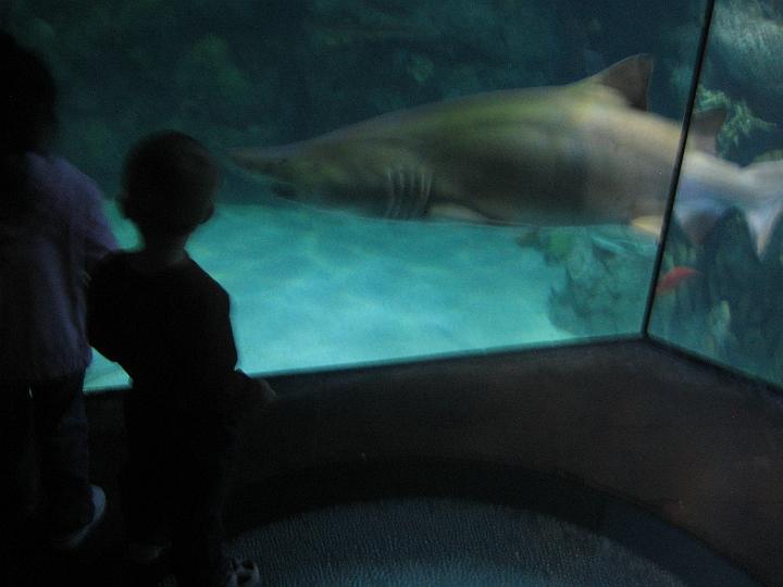 IMG_3610.JPG - Hunter checks out the shark up close