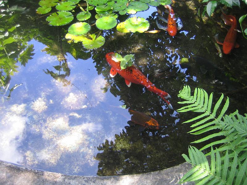 IMG_3172.JPG - the koi pond at Dolphin Cove