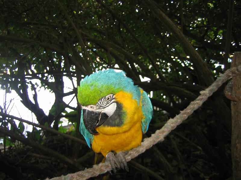 IMG_3175.JPG - they had these amazing cockatoos and parrots