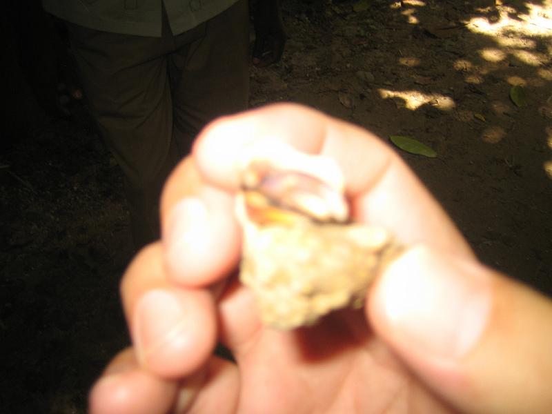 IMG_3179.JPG - this is a little hermit crab, thats his claw hanging out