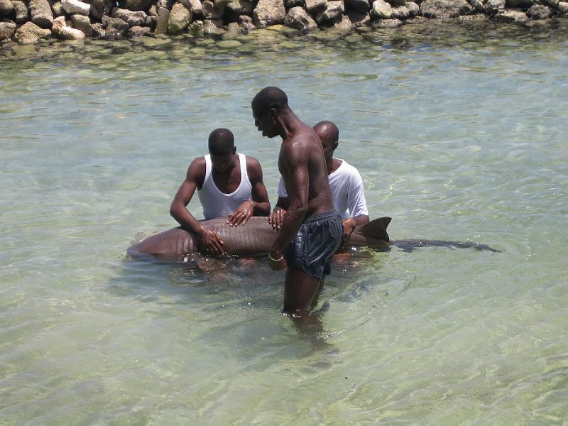 IMG_3187.JPG - then they would feed the shark a fish and watch the tourists jump